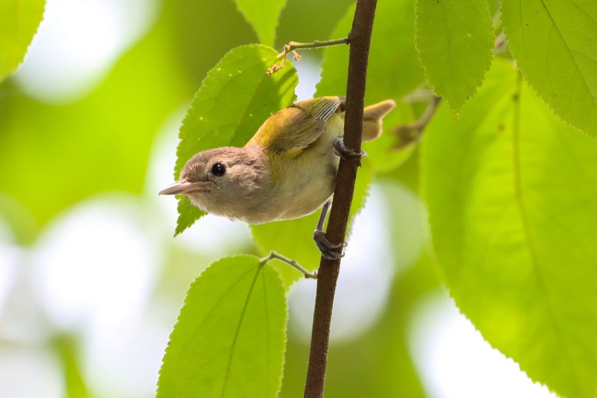 korthalevireo - ML620465857