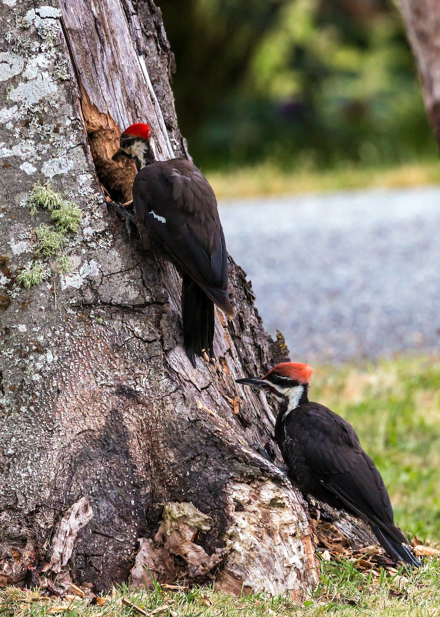 Pileated Woodpecker - ML620465858