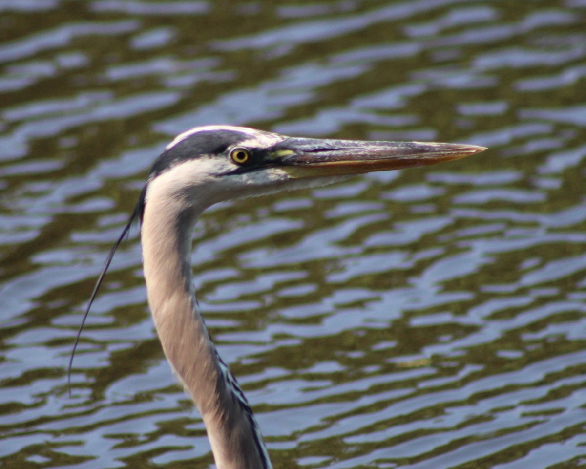 Great Blue Heron - ML620465859