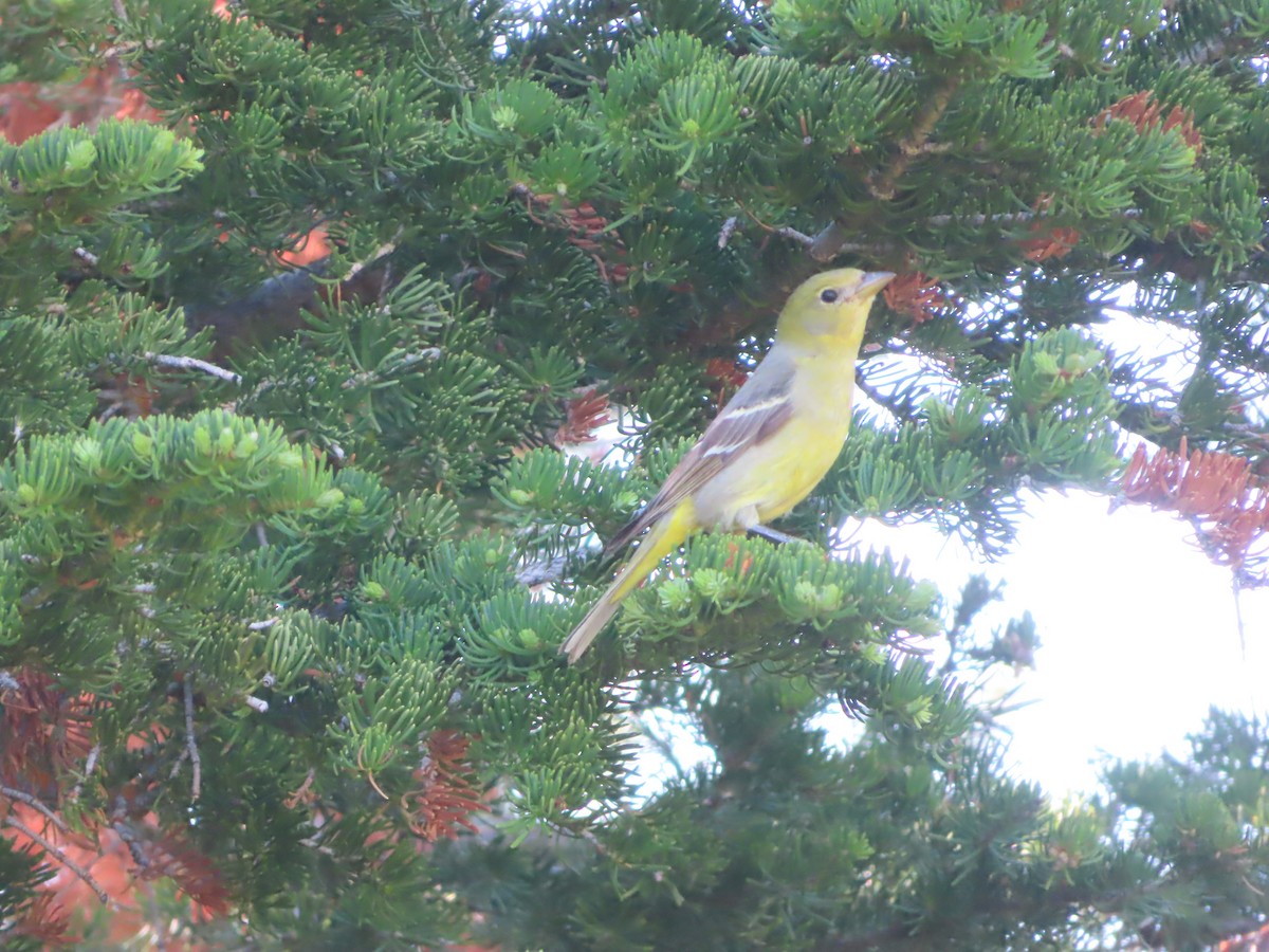 Western Tanager - ML620465863