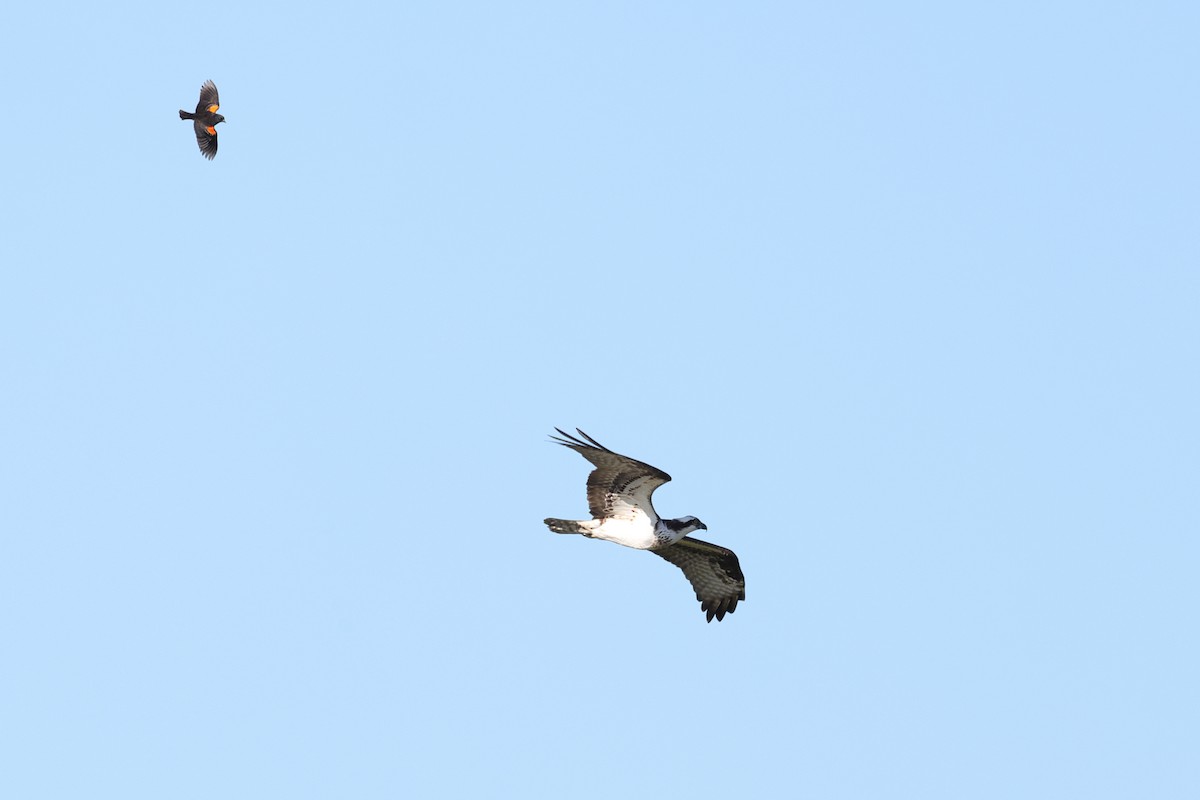 Águila Pescadora - ML620465865