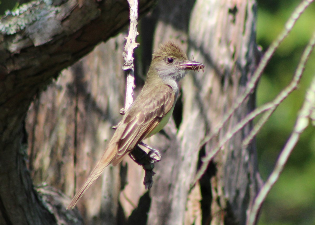 Great Crested Flycatcher - ML620465866