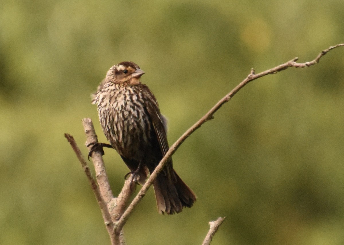 Red-winged Blackbird - ML620465870