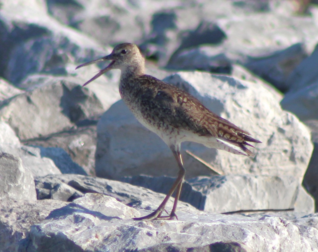 Willet - ML620465874