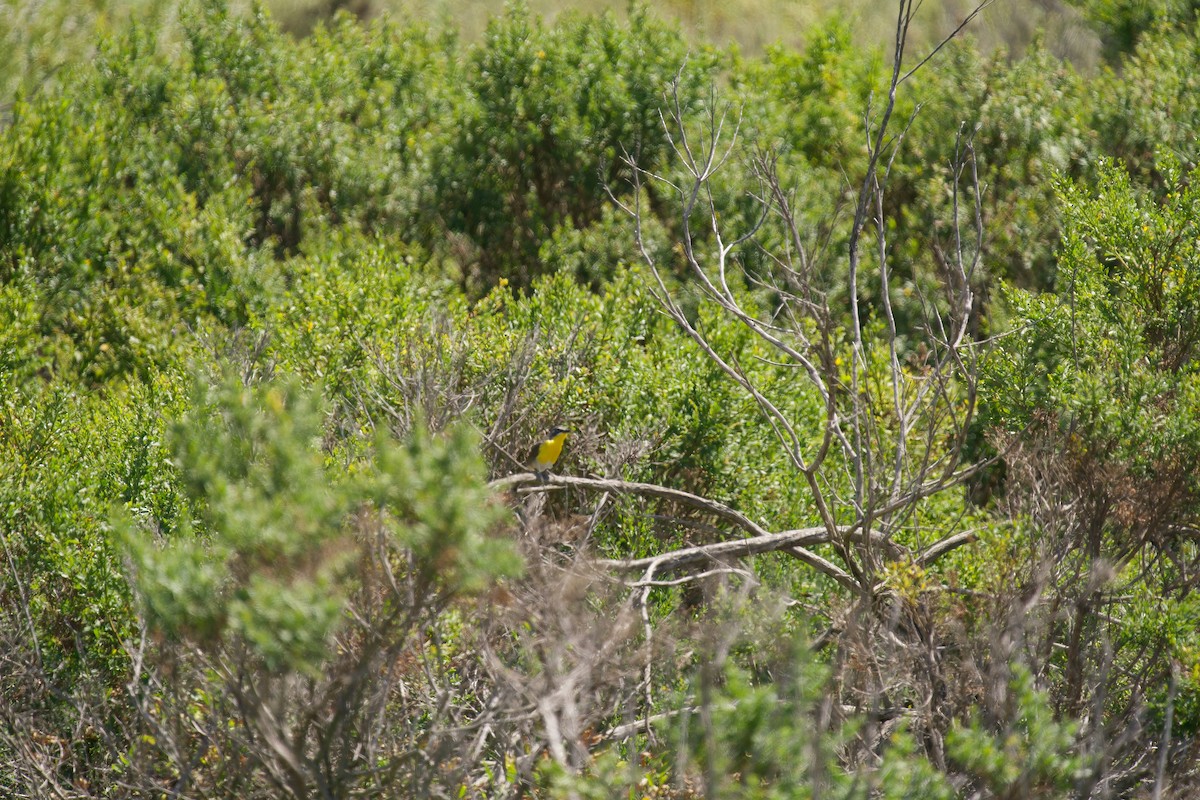 Yellow-breasted Chat - ML620465878