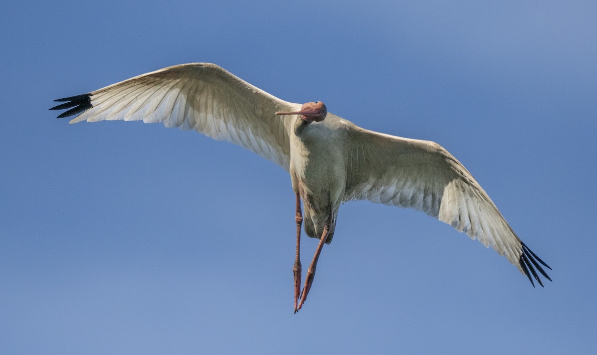 ibis bílý - ML620465880