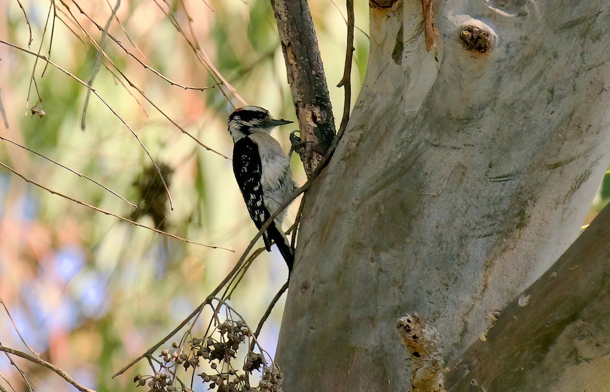 Downy Woodpecker - ML620465884