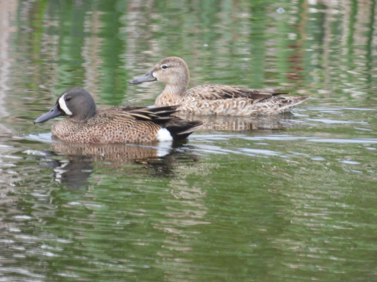 Blue-winged Teal - ML620465886