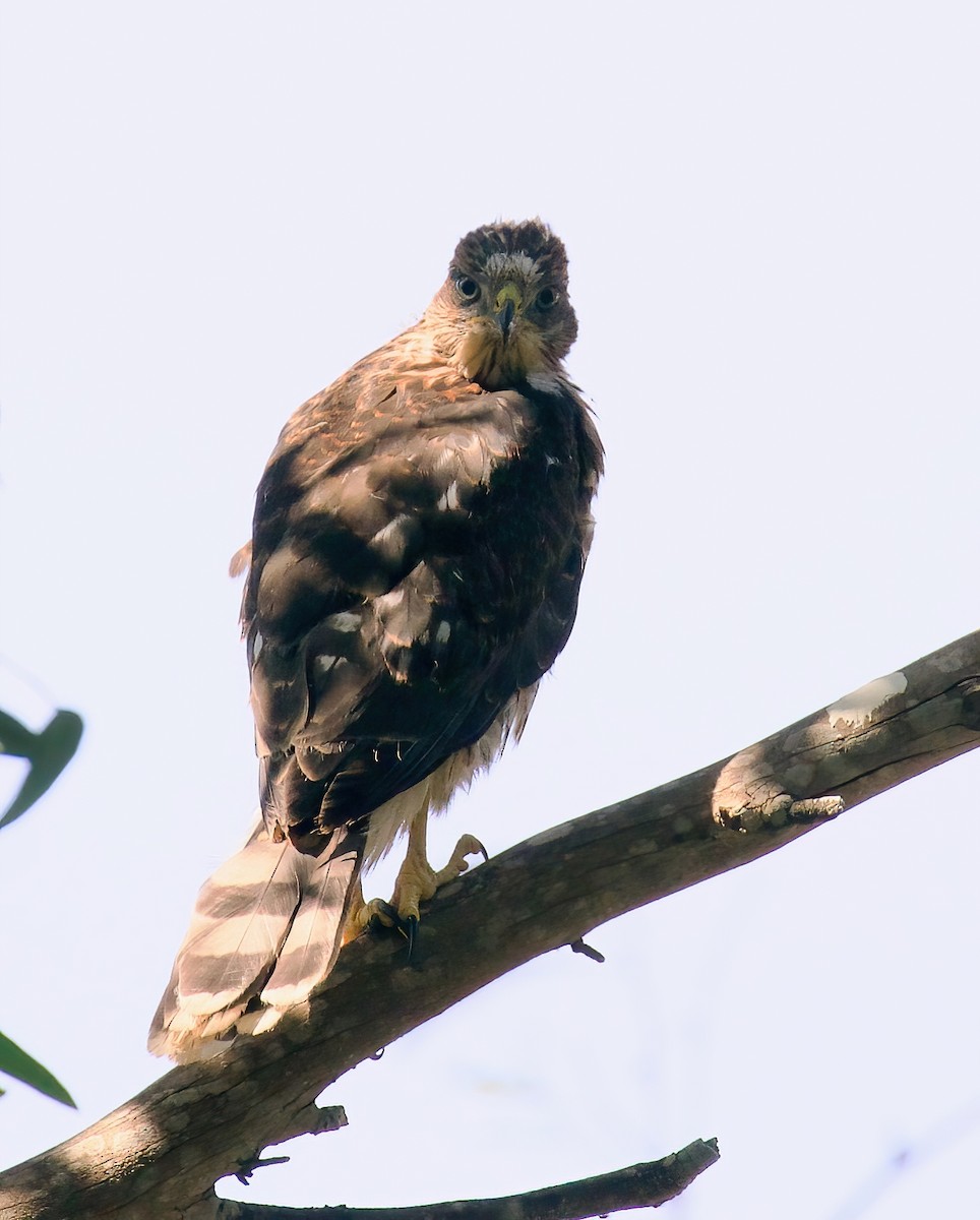 Cooper's Hawk - ML620465888