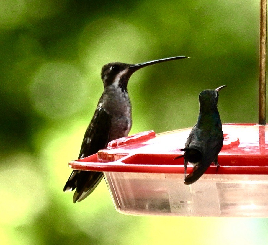 Colibrí Pochotero - ML620465890