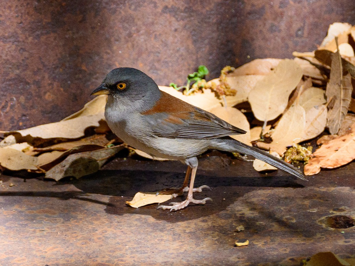 Junco aux yeux jaunes - ML620465893