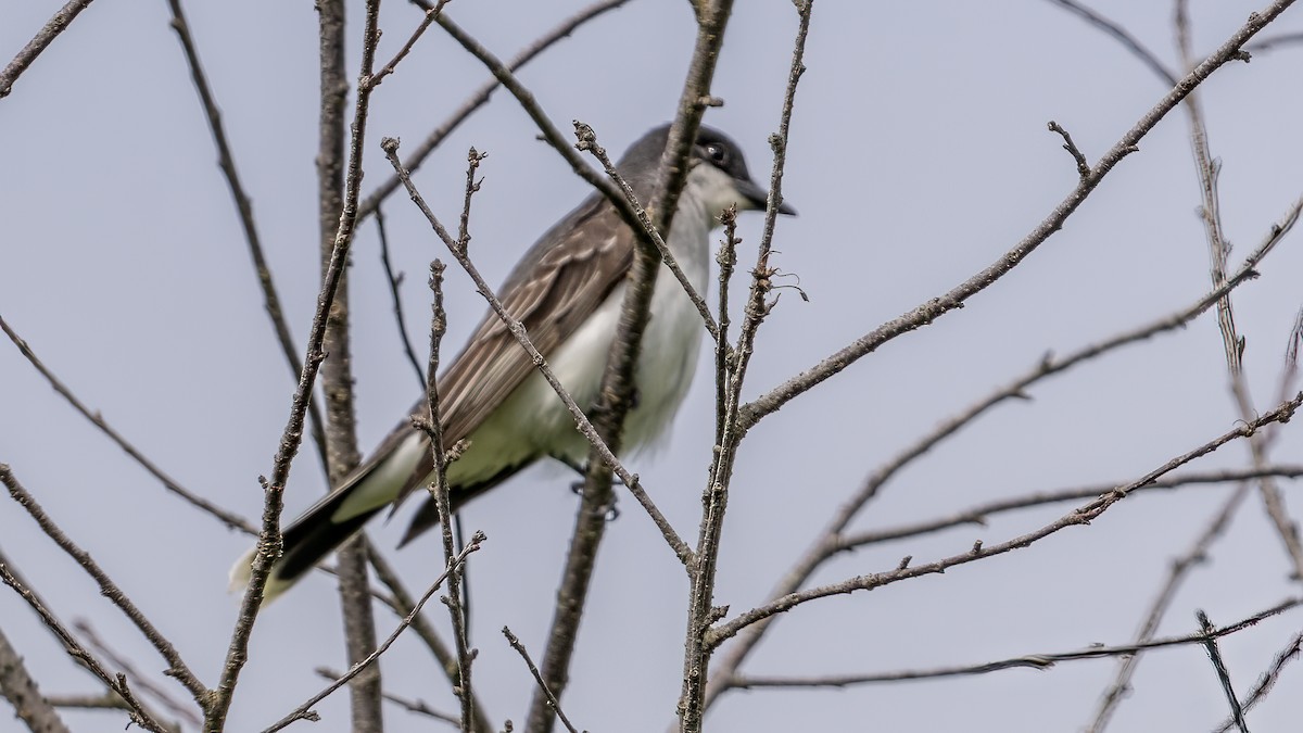 טירן מזרחי - ML620465894