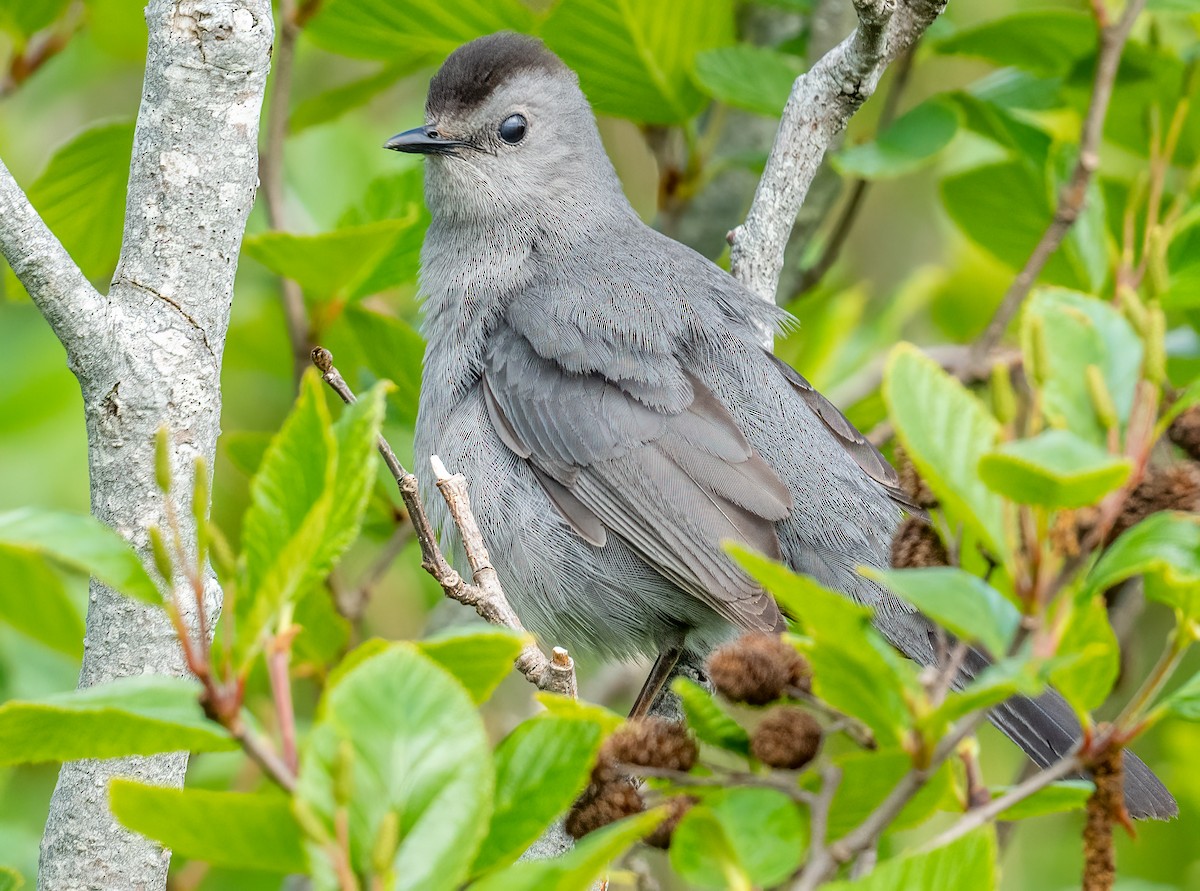 Gray Catbird - ML620465900