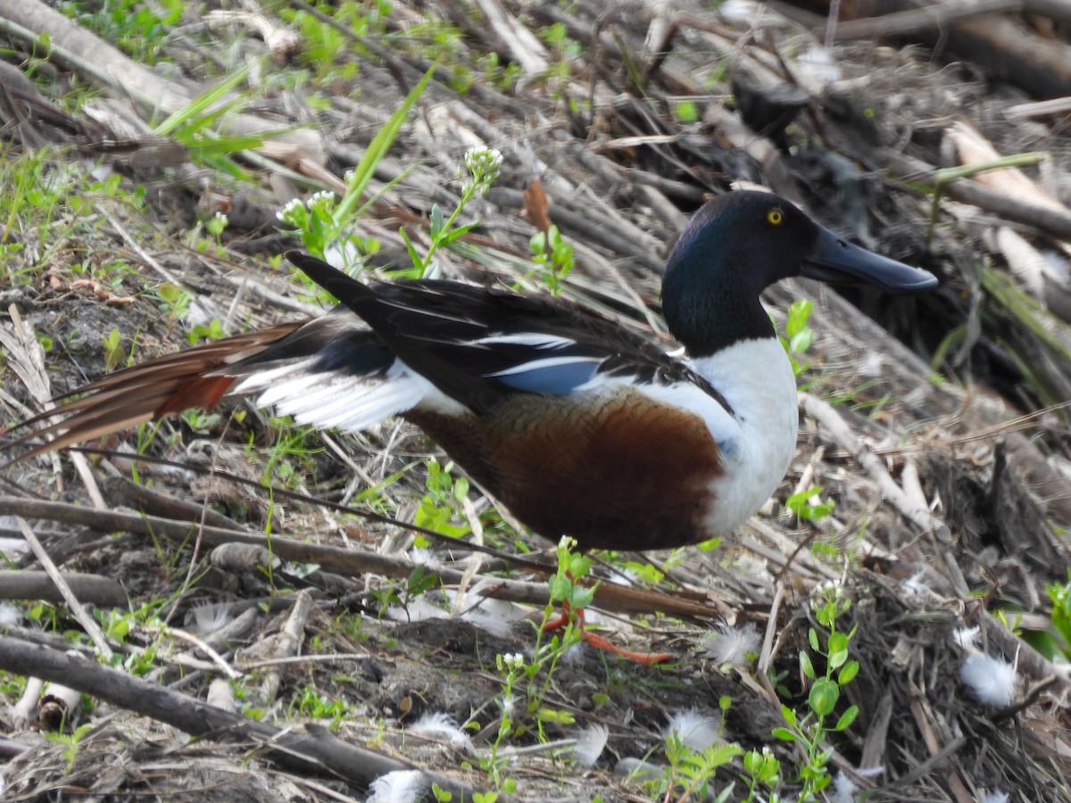 Northern Shoveler - ML620465906