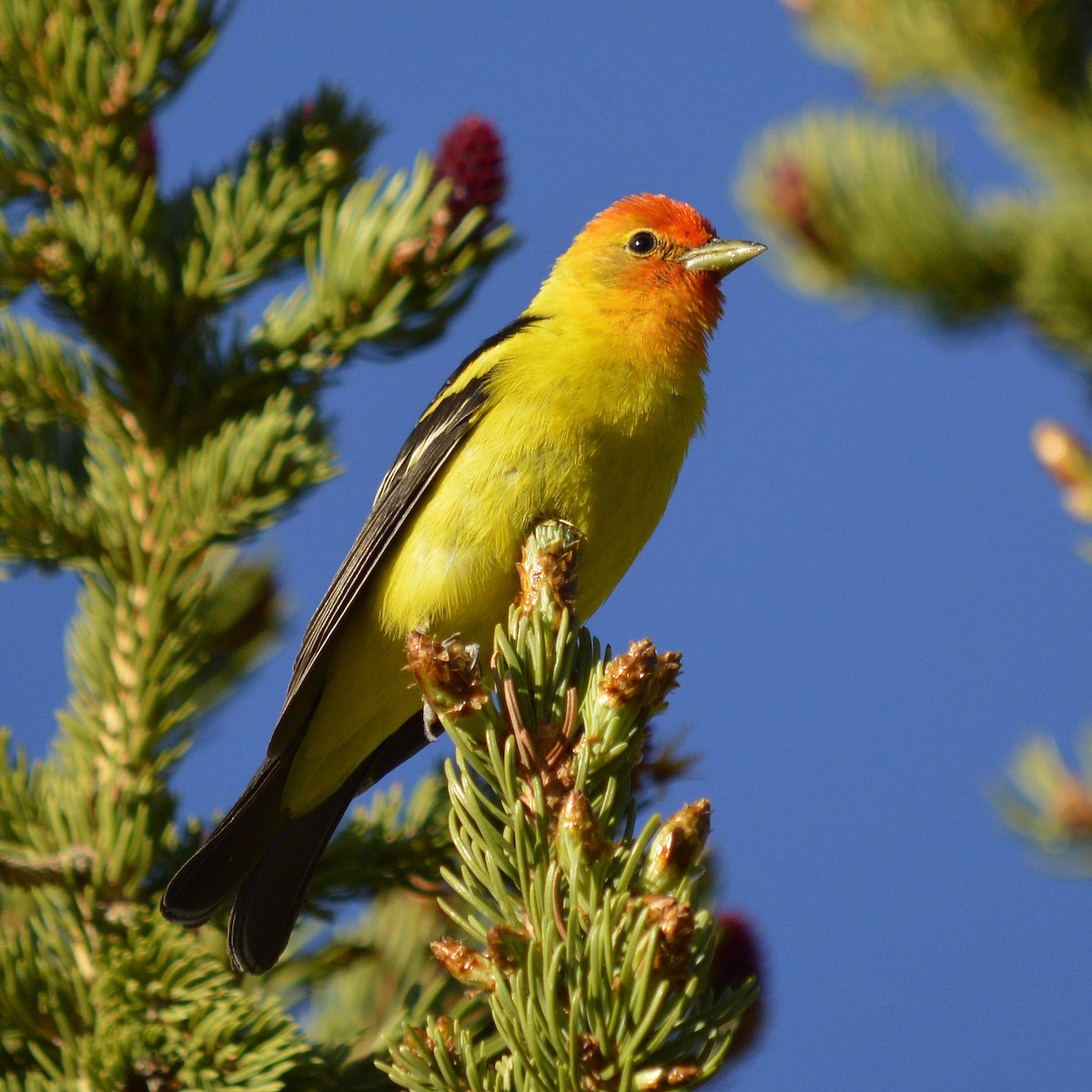 Western Tanager - ML620465907