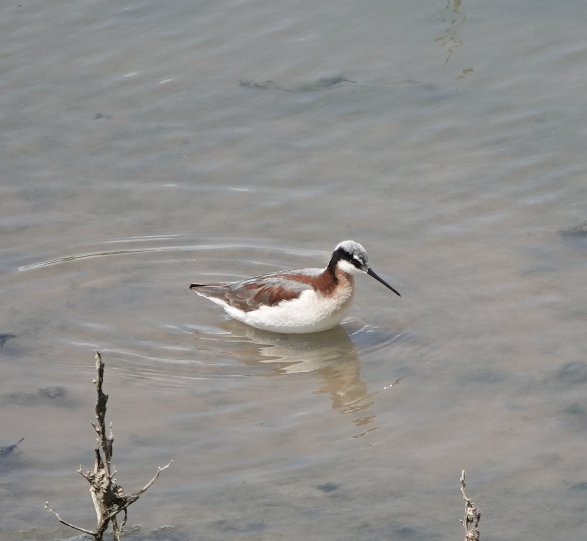 Falaropo Tricolor - ML620465910