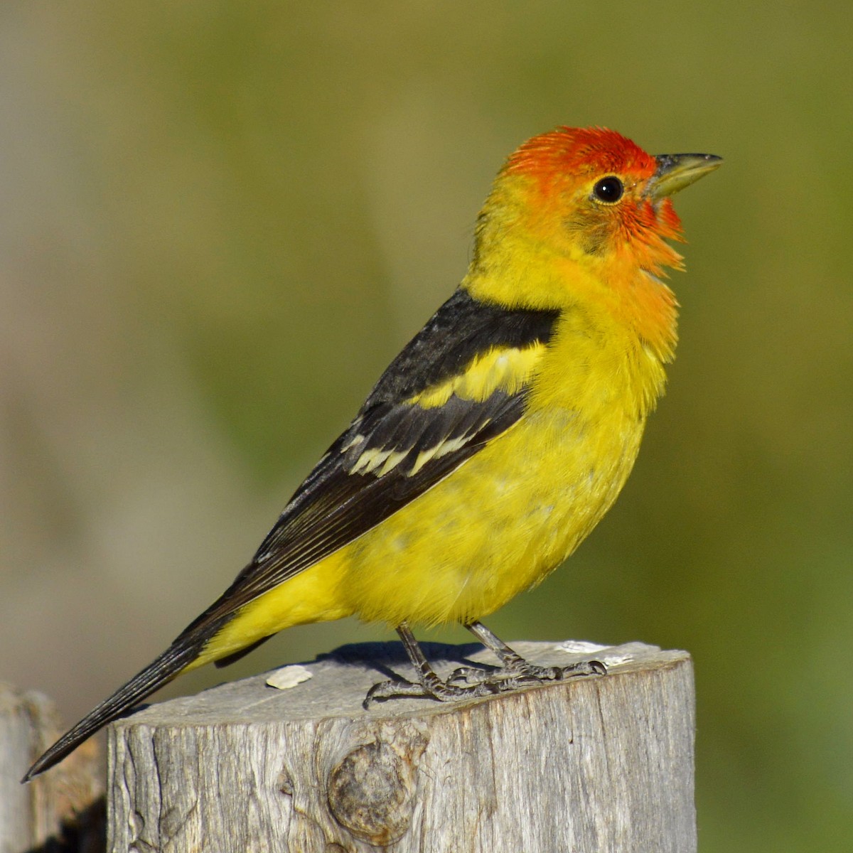 Western Tanager - ML620465911
