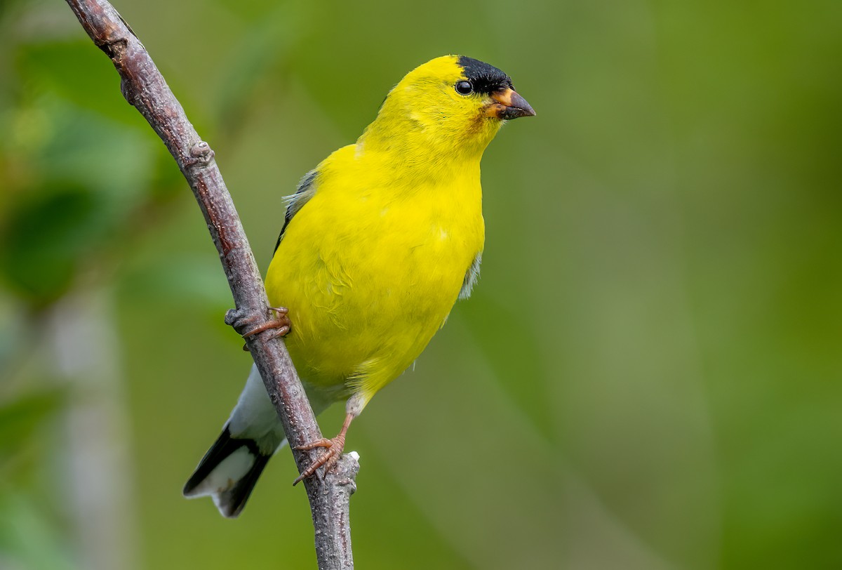 American Goldfinch - Jim Carroll