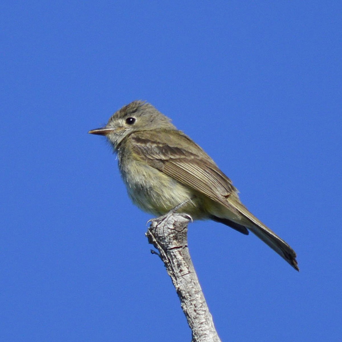 Dusky Flycatcher - ML620465914