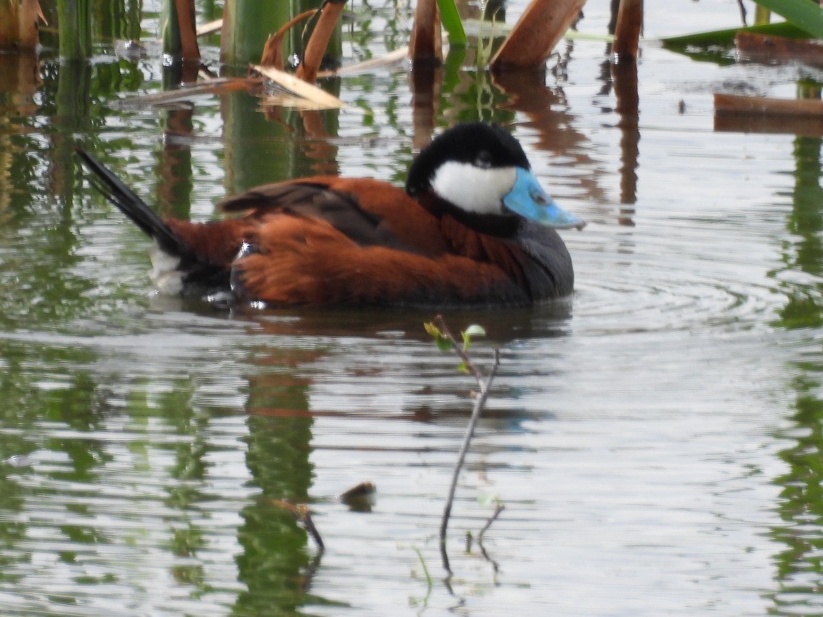 Ruddy Duck - ML620465916