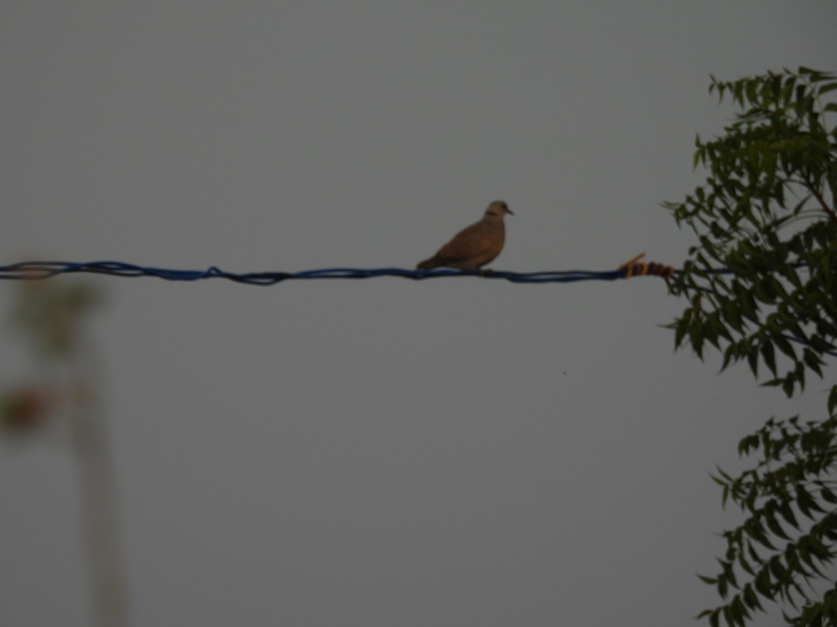 Red Collared-Dove - ML620465919