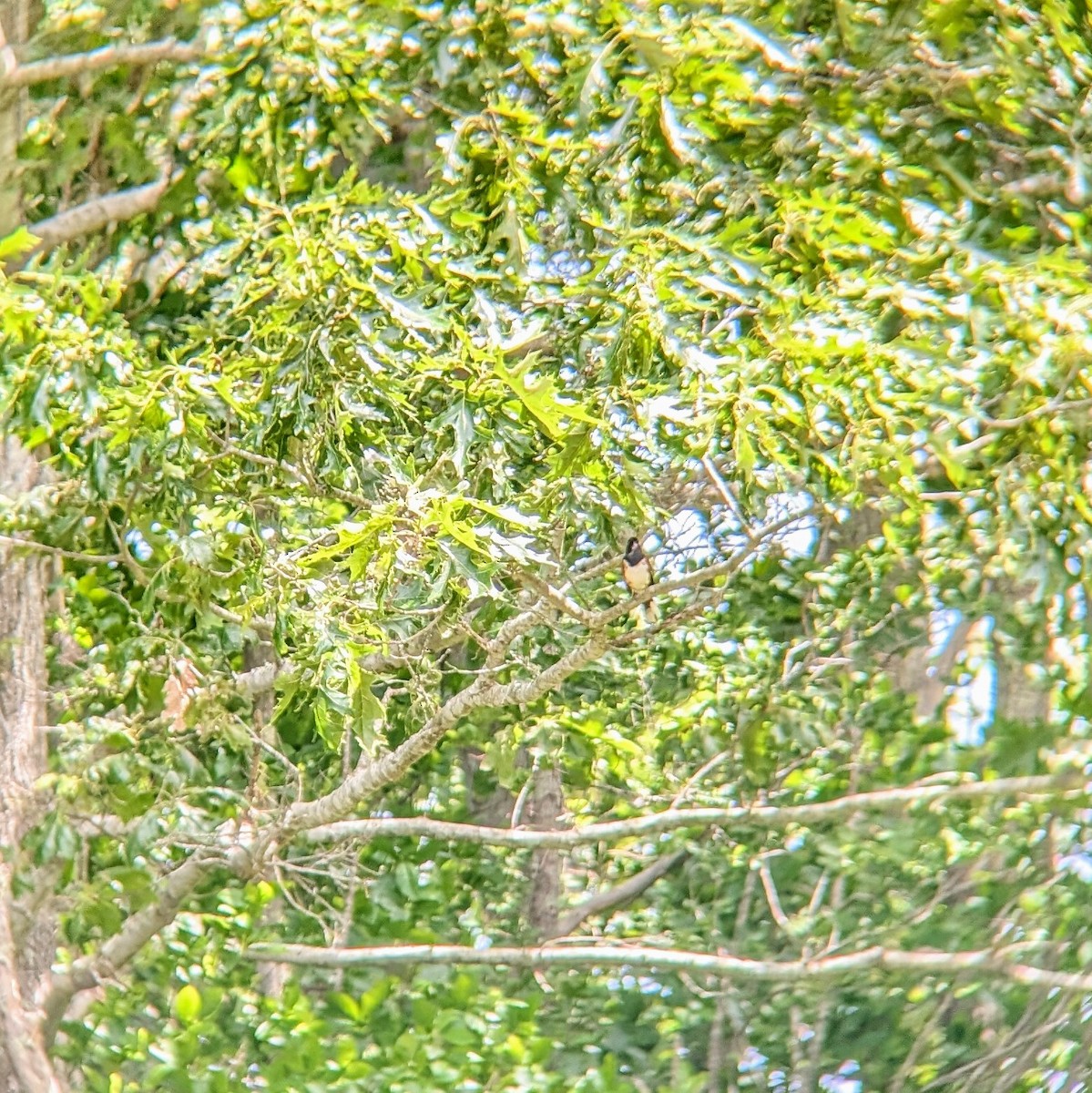 Eastern Towhee - ML620465921