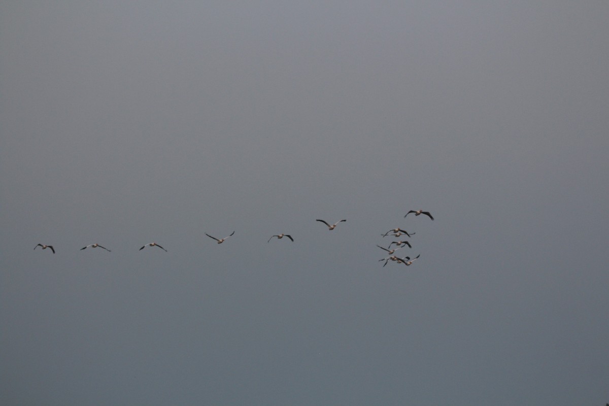 American White Pelican - ML620465922