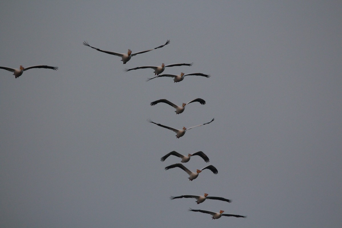 American White Pelican - ML620465923