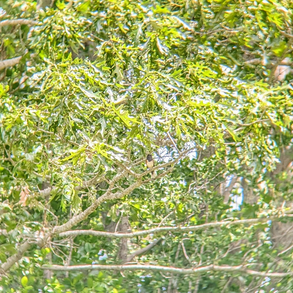 Eastern Towhee - ML620465924