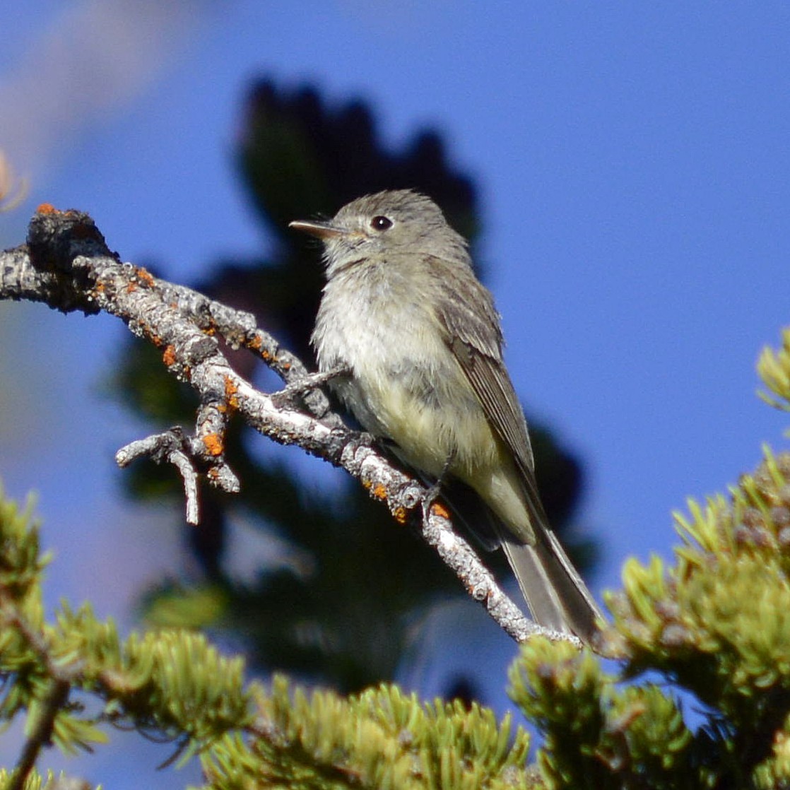 Dusky Flycatcher - ML620465926