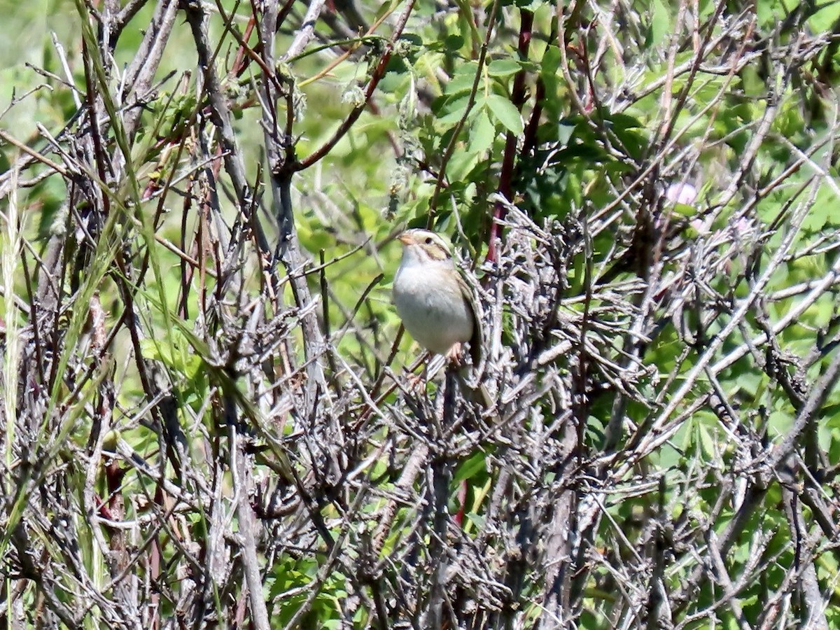 Clay-colored Sparrow - ML620465927
