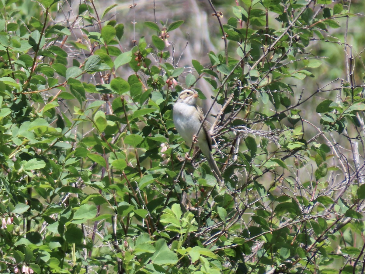 Clay-colored Sparrow - George Gerdts