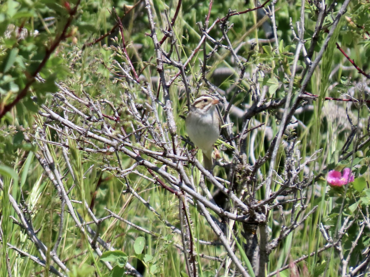 Clay-colored Sparrow - ML620465929