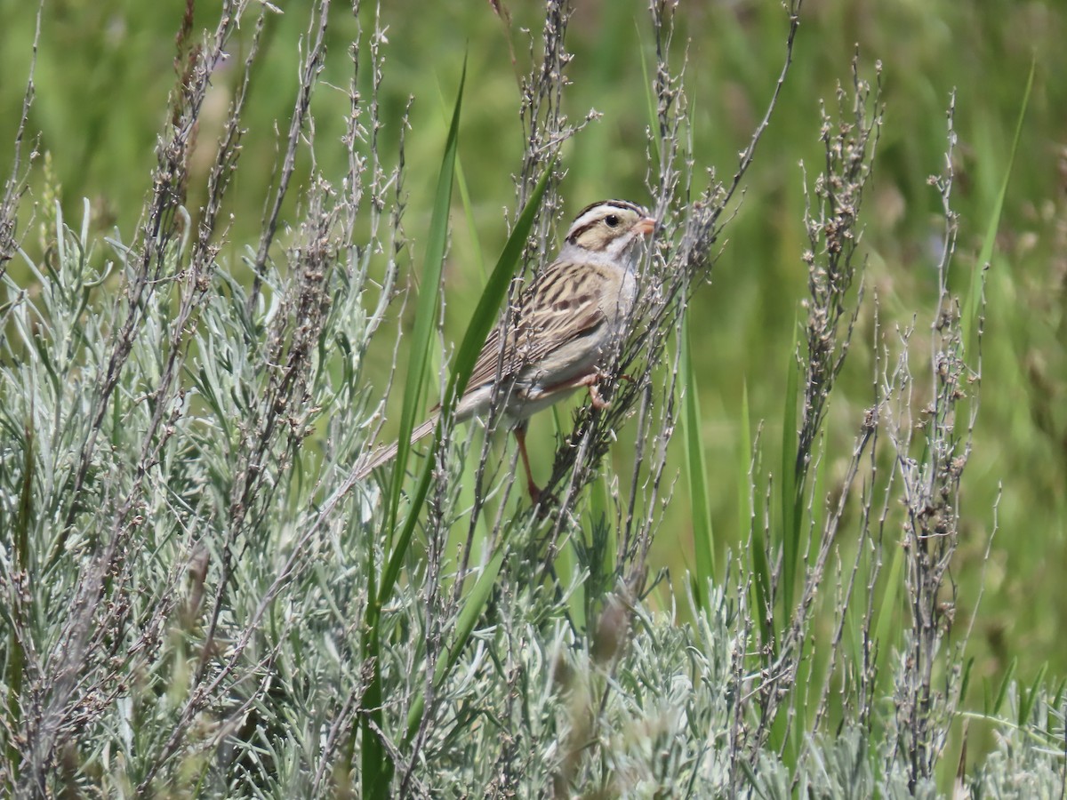 Clay-colored Sparrow - ML620465931
