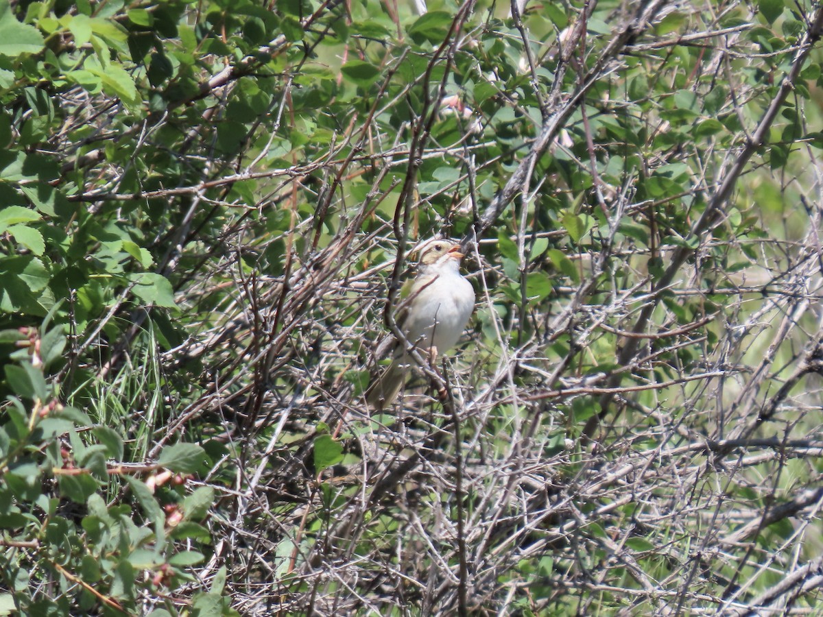 Clay-colored Sparrow - ML620465932