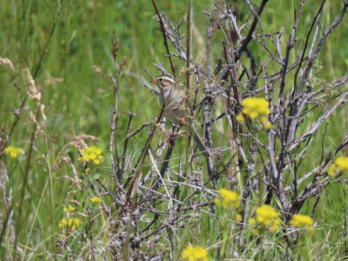 Clay-colored Sparrow - ML620465933