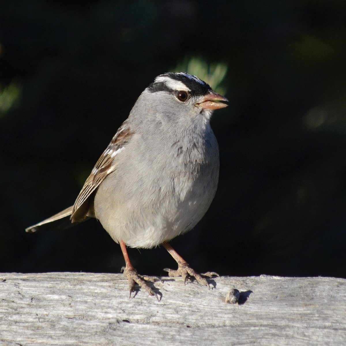 White-crowned Sparrow - ML620465938