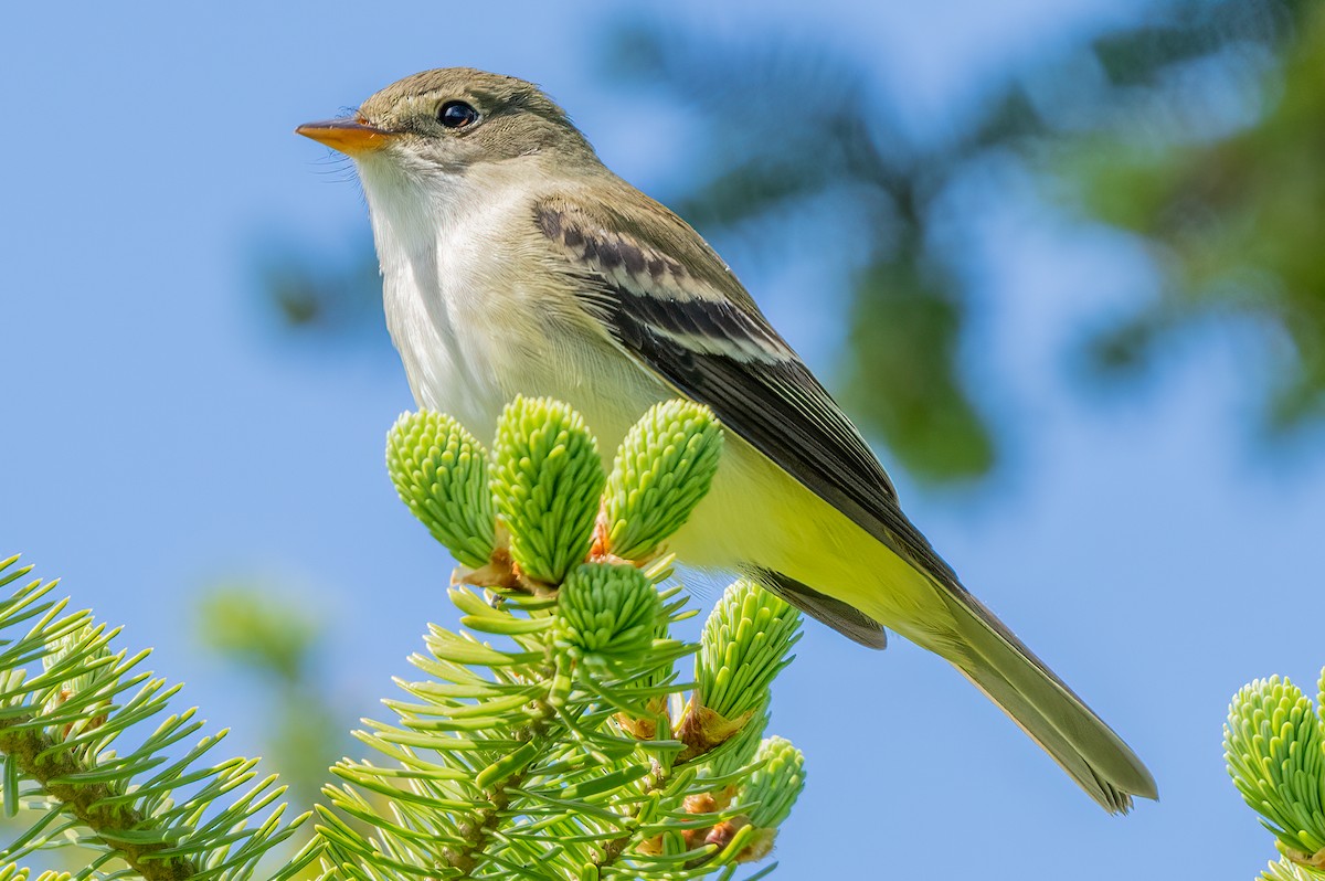 Alder Flycatcher - ML620465941