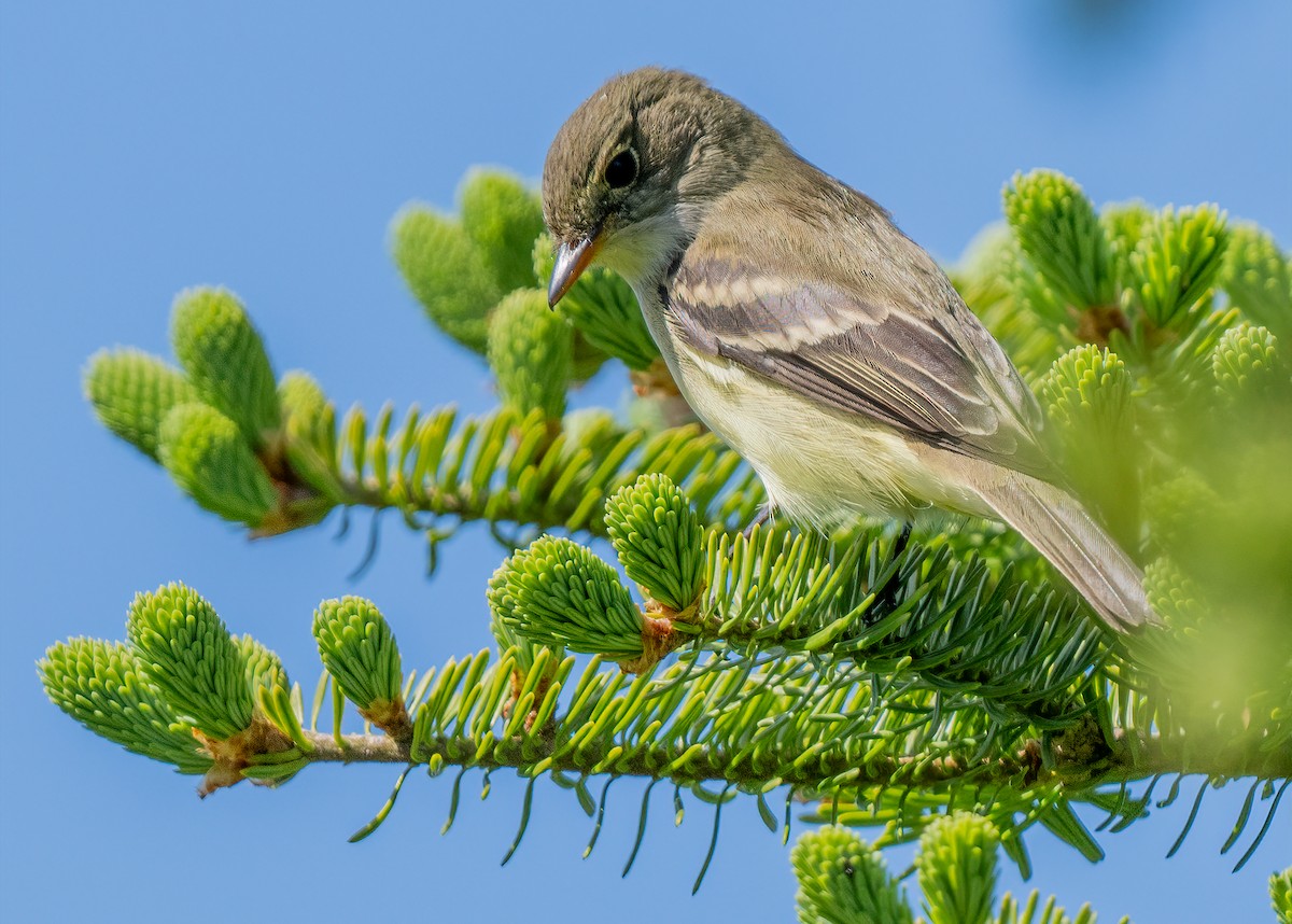 Alder Flycatcher - ML620465942