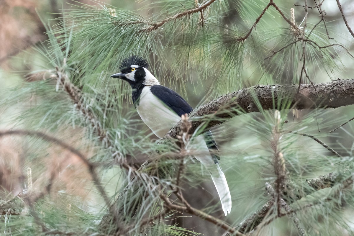 Tufted Jay - ML620465945