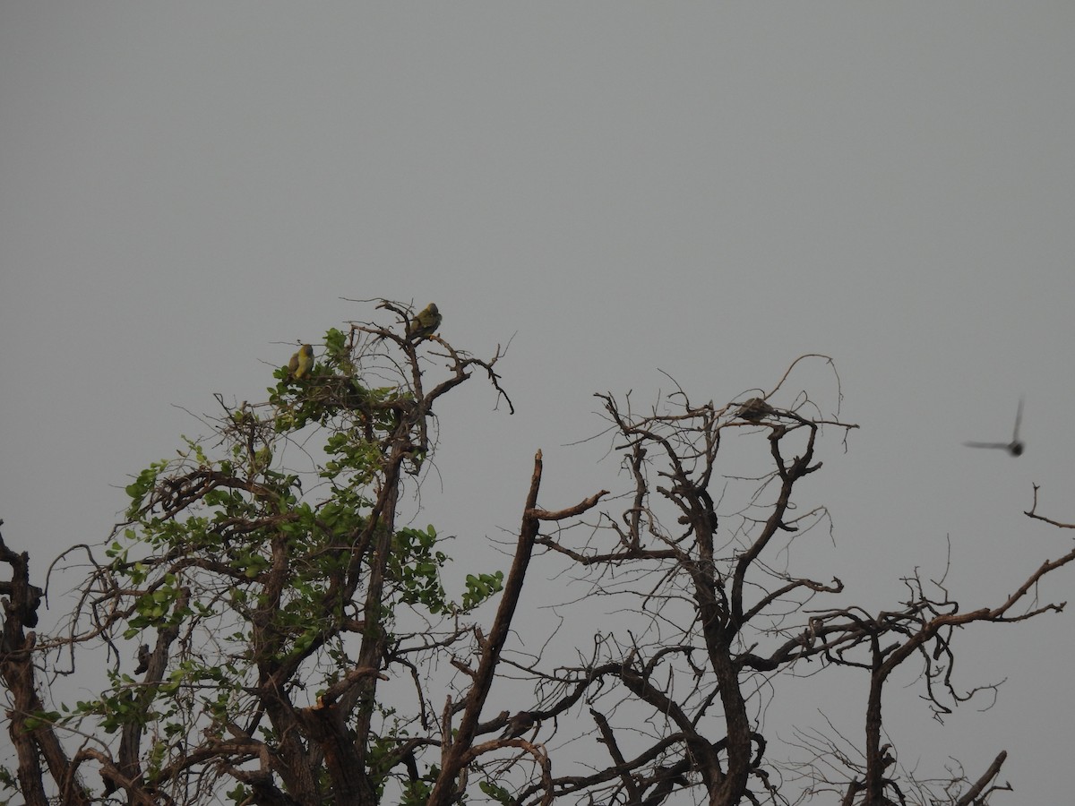 Yellow-footed Green-Pigeon - ML620465946