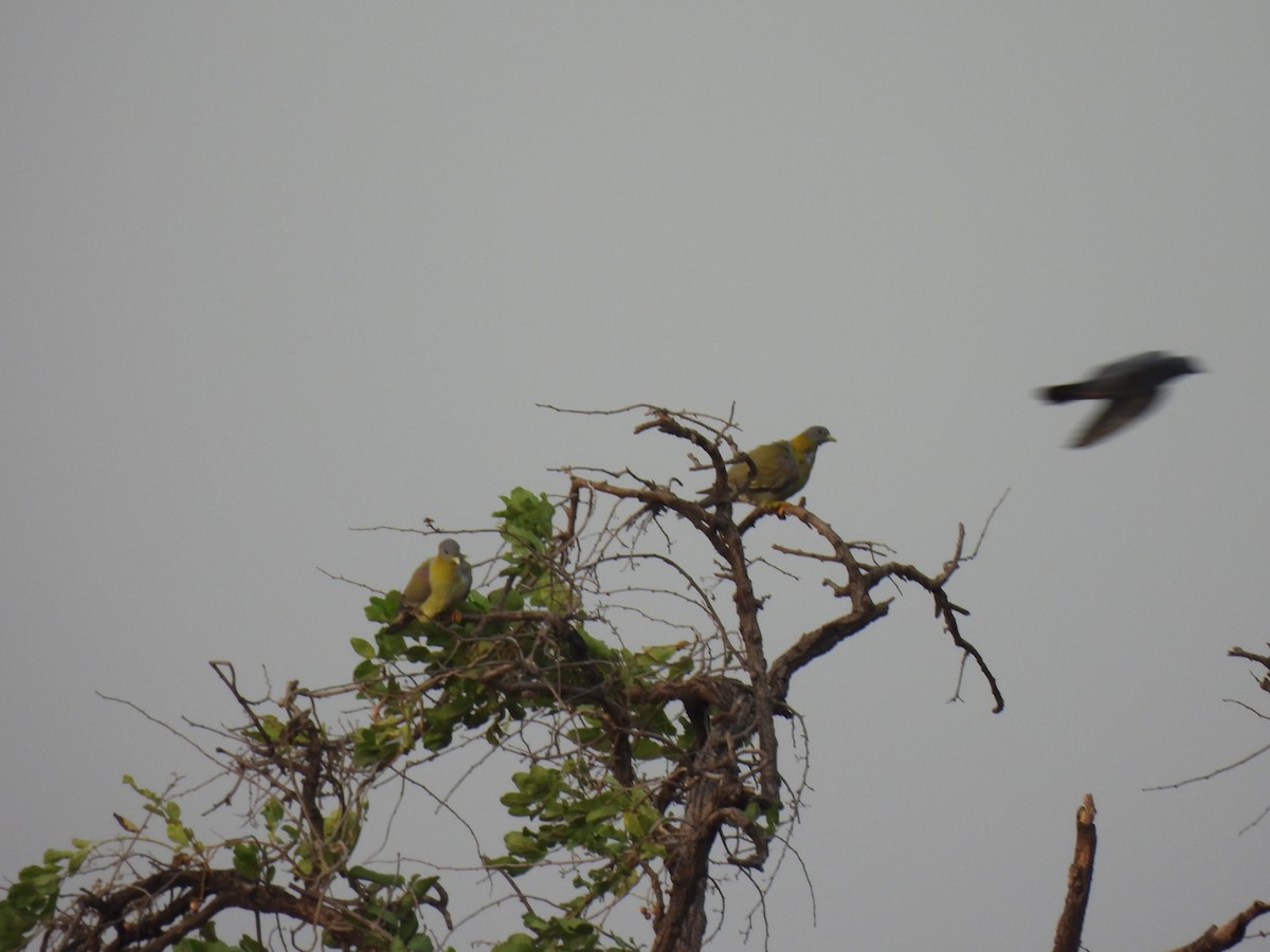 Yellow-footed Green-Pigeon - ML620465947