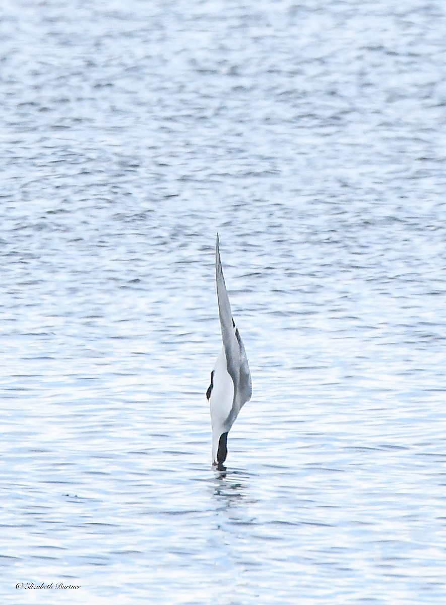 Caspian Tern - ML620465948