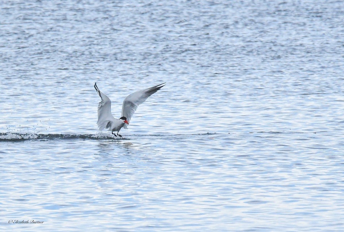 Caspian Tern - ML620465949