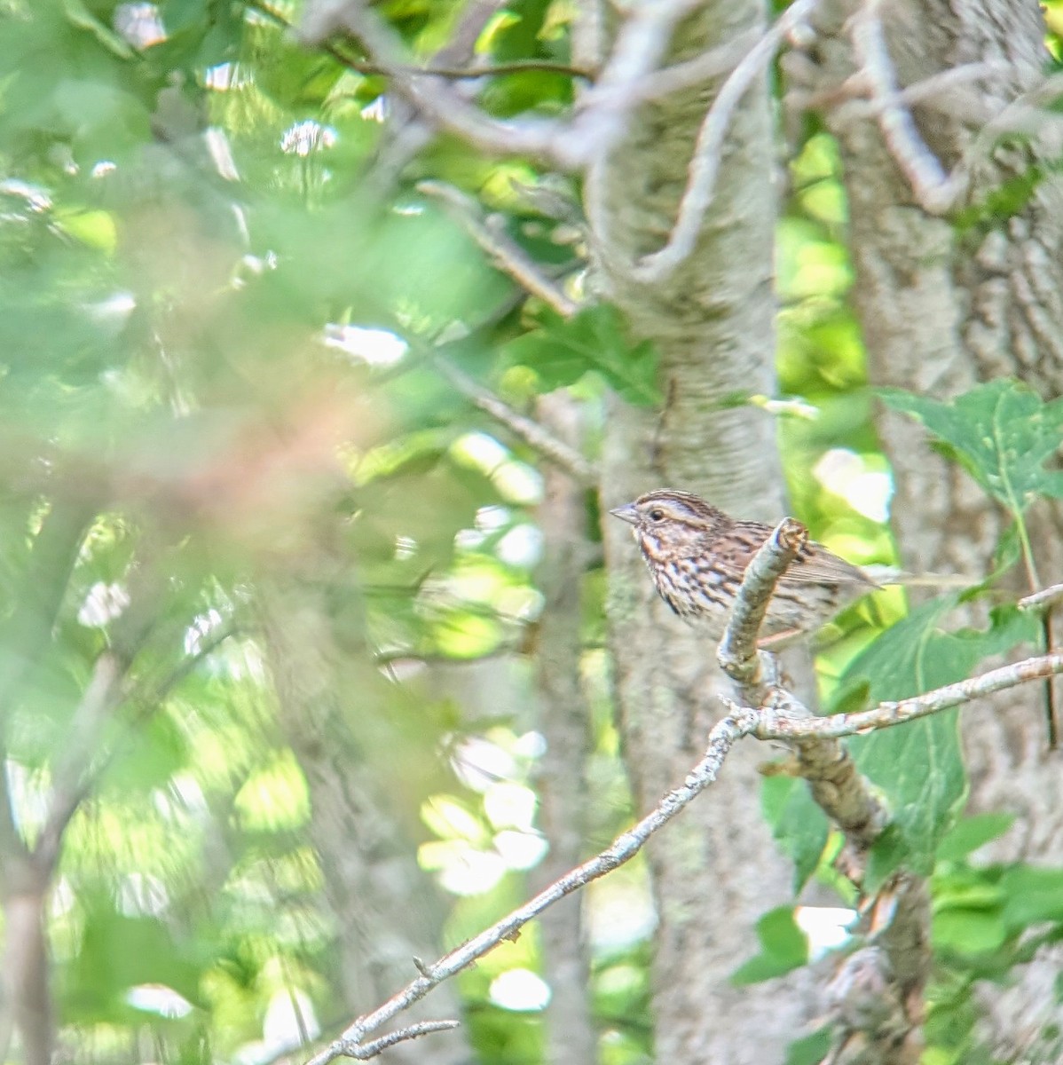 Song Sparrow - ML620465950