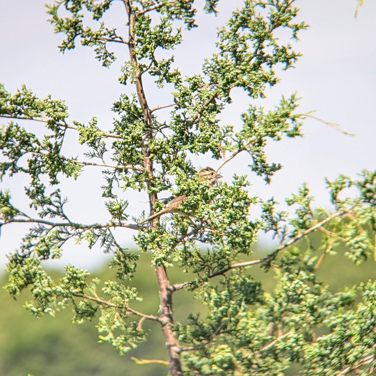 Song Sparrow - ML620465952