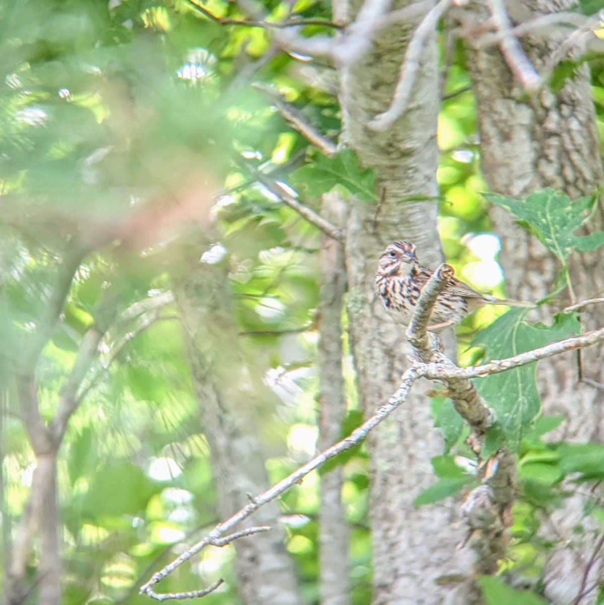 Song Sparrow - ML620465953