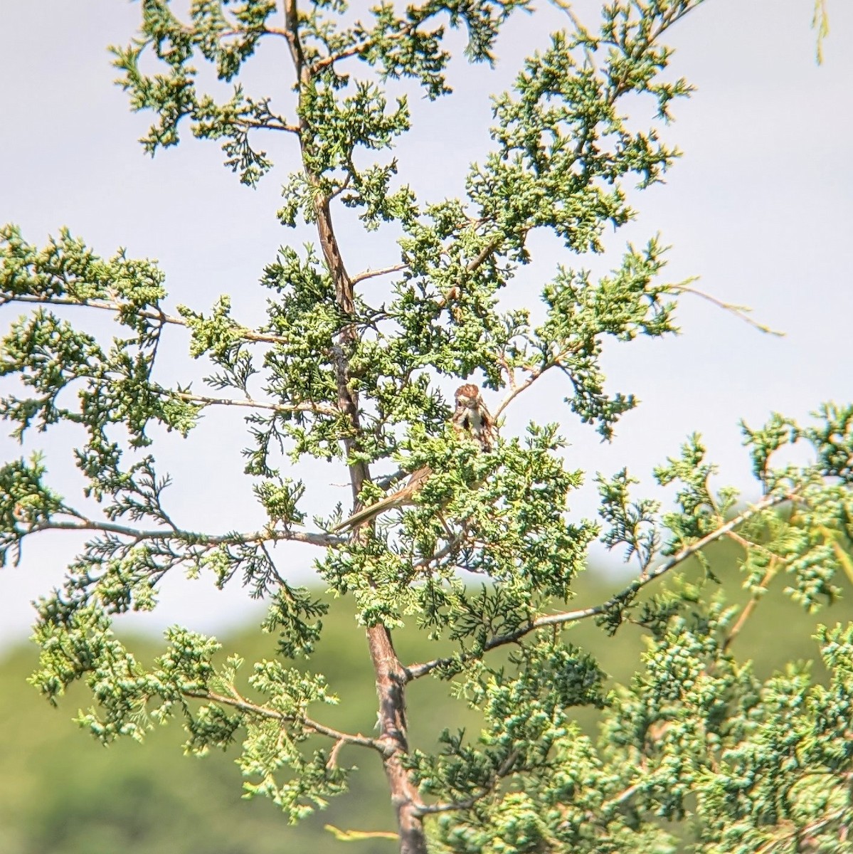 Song Sparrow - ML620465954