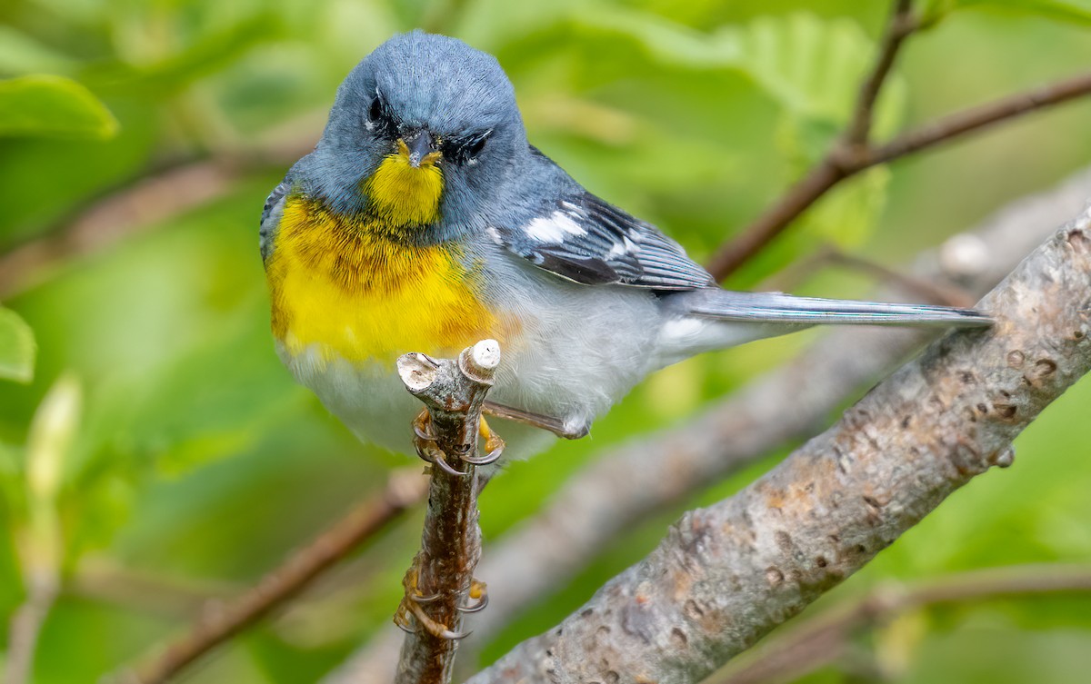 Northern Parula - ML620465956