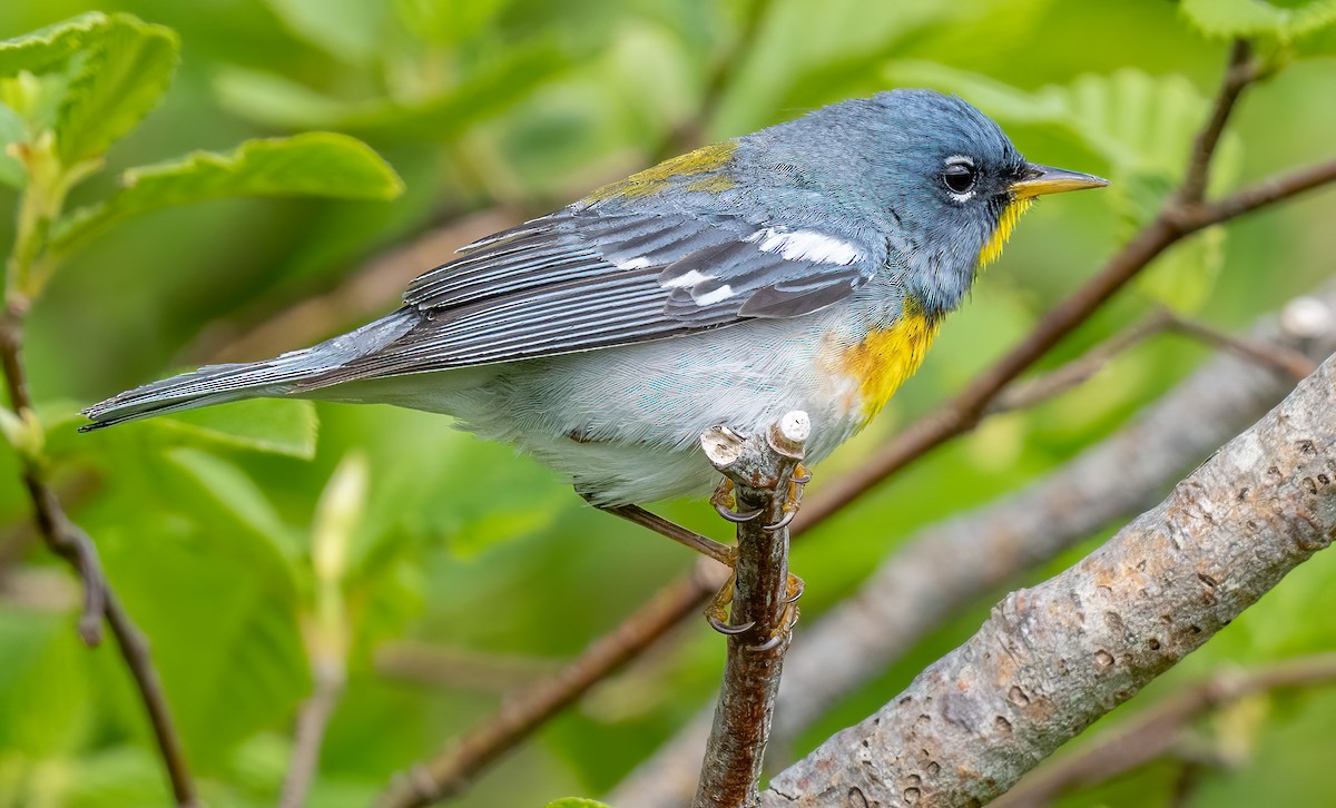 Northern Parula - ML620465957